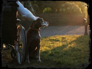 mejor-fotografo-de-perros