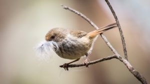 pajarito con pluma