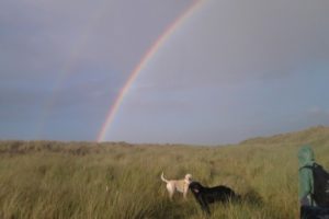 perros-morir-puente-del-arcoiris
