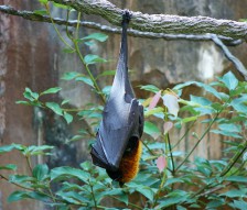 bats-1