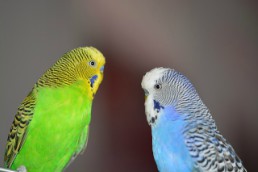 budgerigars-1