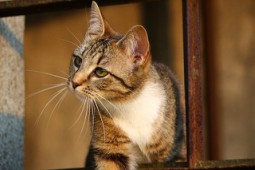 gatos comunicación con animales