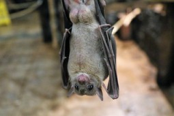 fruit-bat-2