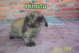 hinata coneja holland lop comunicación animal