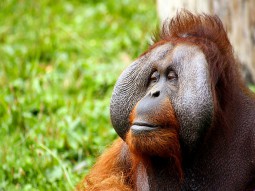 monkey-