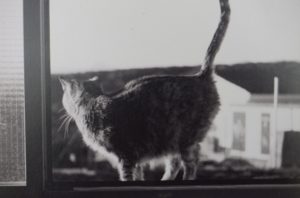 foto-2-lepanta-en-la-ventana