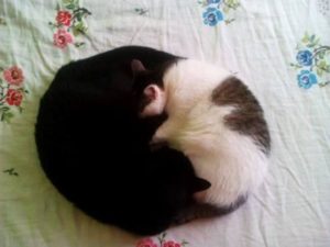 foto-5-cirilo-y-greta