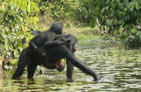 las-hembras-de-bonobo-se-enfadan-mas-que-los-machos_image_380