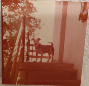 cartas-perrita-susi-2