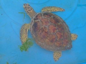 tortuga-sos-reserva-fauna-marina