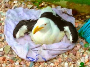 gaviota-sos-reserva-fauna-marina
