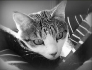 mis-gatos-sabrina-bequir-2