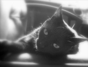 mis-gatos-sabrina-bequir-3