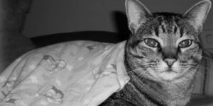 mis-gatos-sabrina-bequir