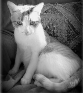 mis-gatos-sabrina-bequir-4