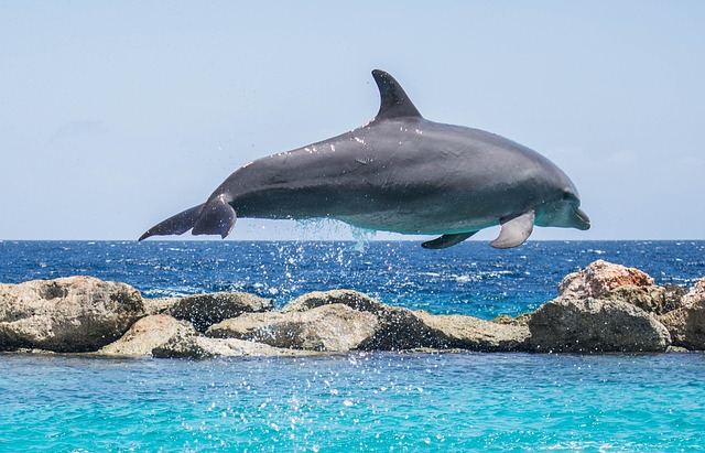 caracteristicas-delfin-comunicacion-interespecies